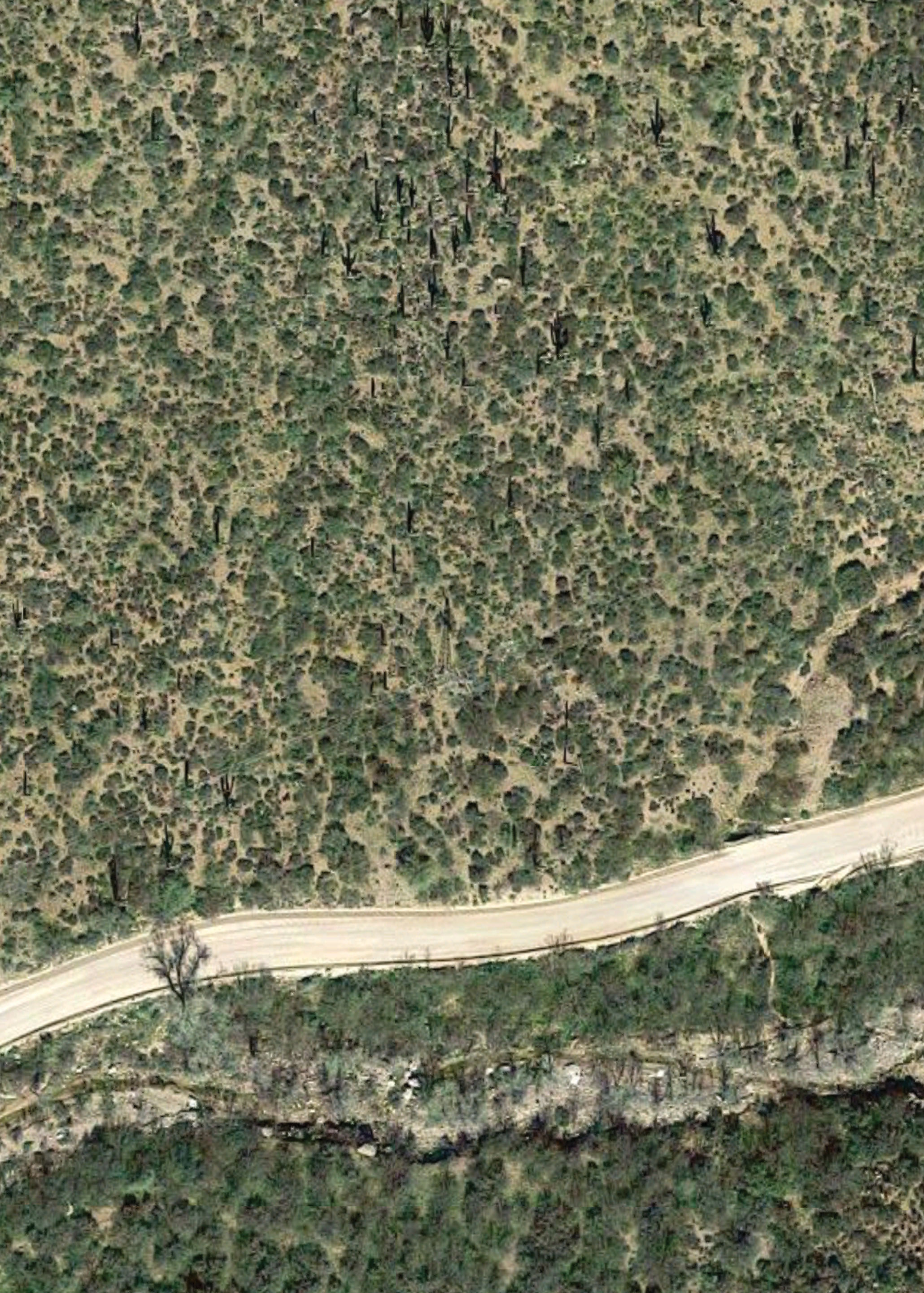 Satellite view of saguaros along Arizona State Route 88, imagery copyright Google 2016
