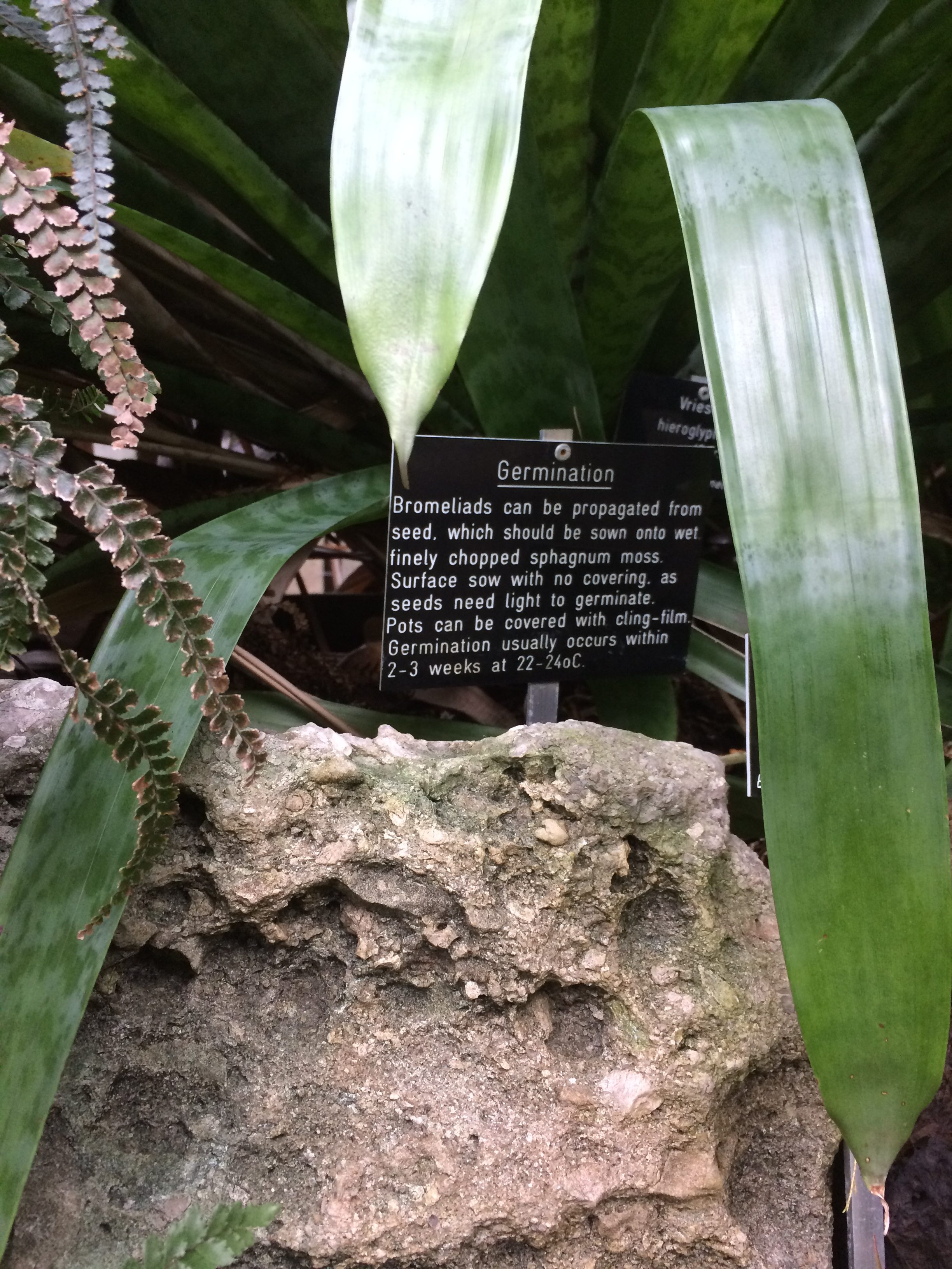 Bromeliad germination advice from Glasgow Botanic Gardens