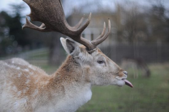 Photo of a buck sticking his tongue out