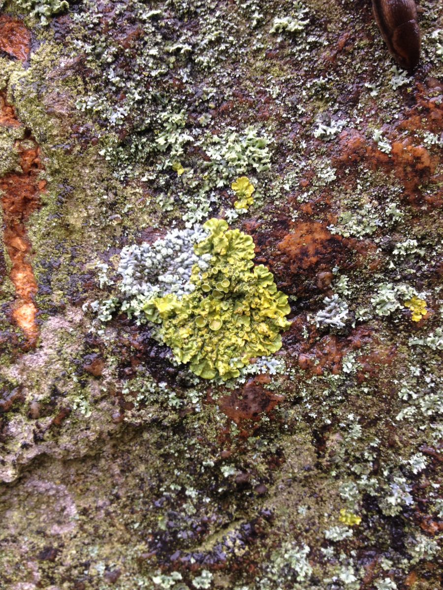 Moss on Yorkshire rocks