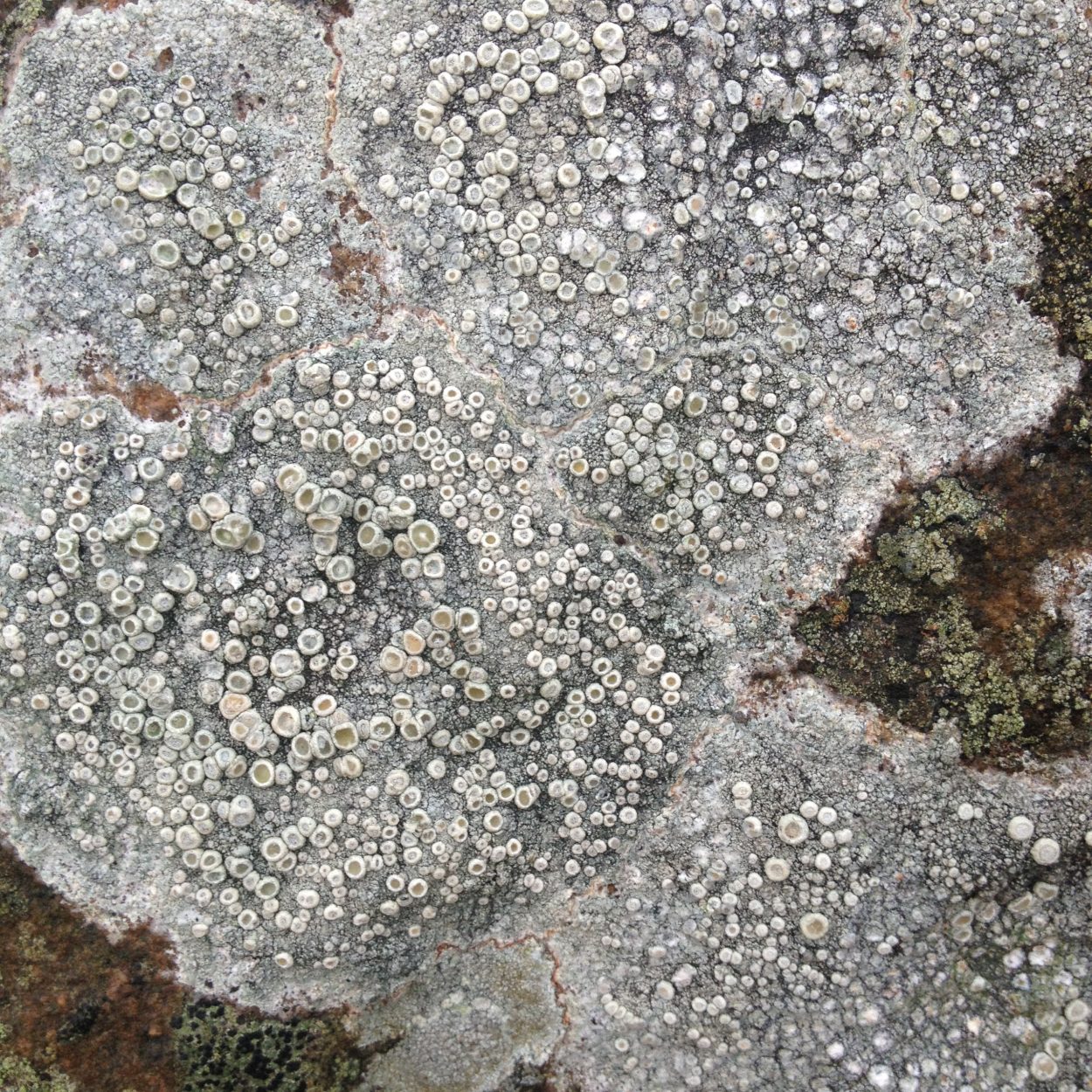 Moss on Scottish rocks