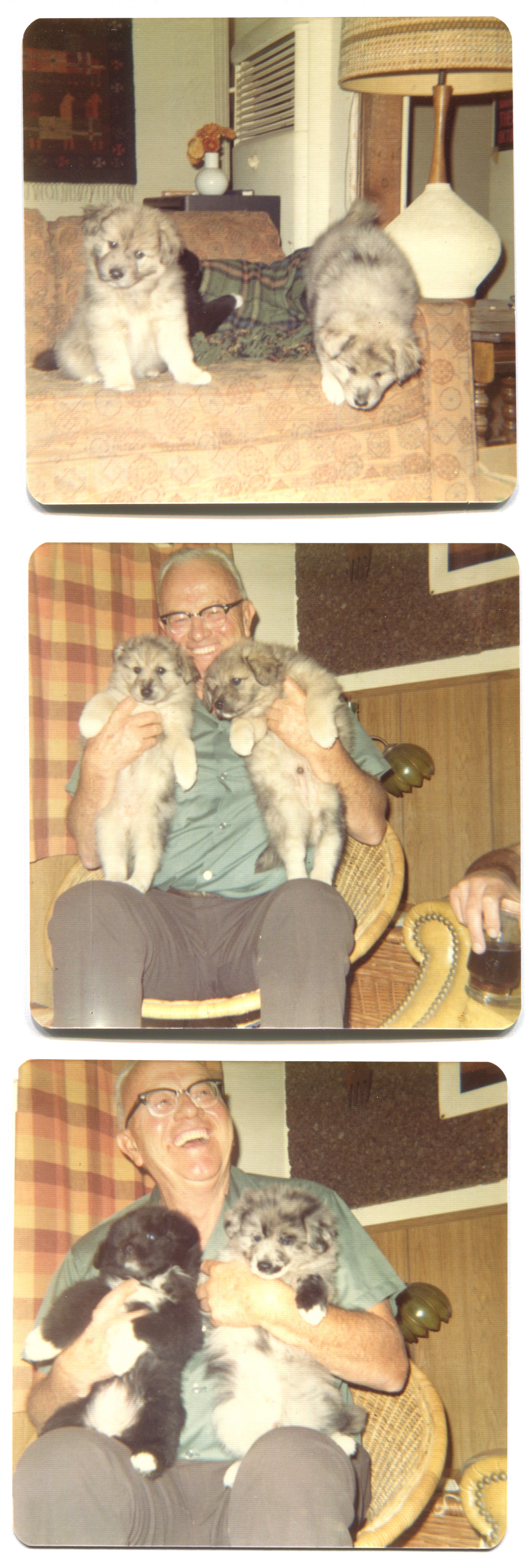 Man in 70s style clothing holding fluffy puppies