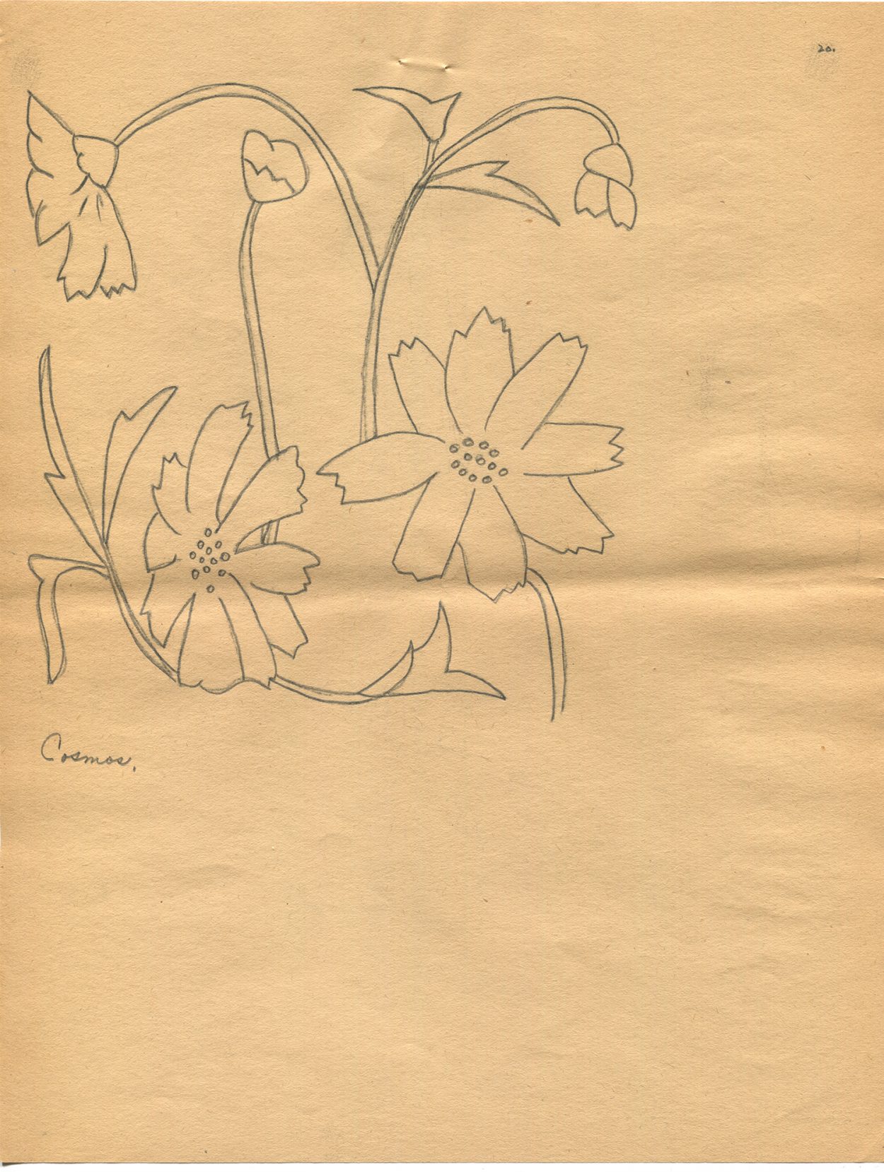 Line drawing of the Cosmos flowers by Alta Quick