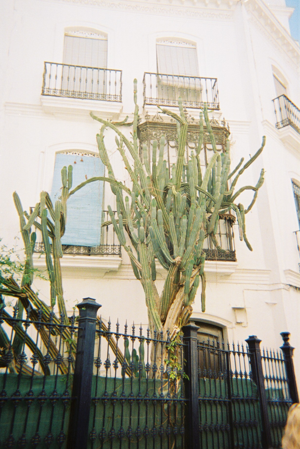 Photo of a large cactus in Seville