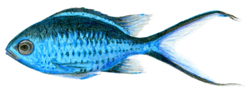 A graphite, coloured pencil, and highlighter drawing of a Blue Chromis