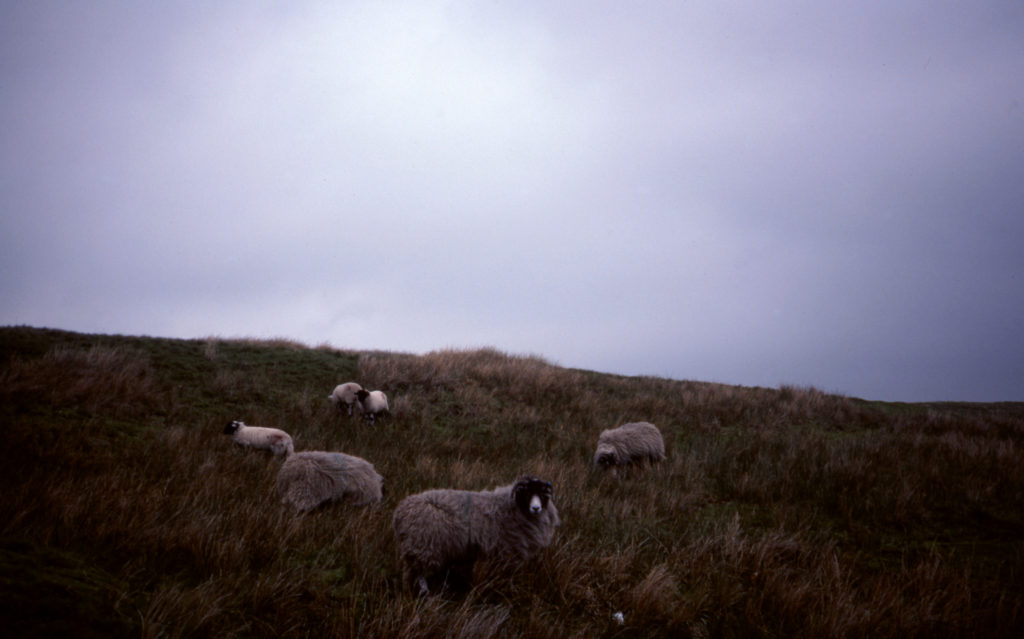 Sheep on the moor in Yorkshire, photo taken by Bradley and Jean Piper