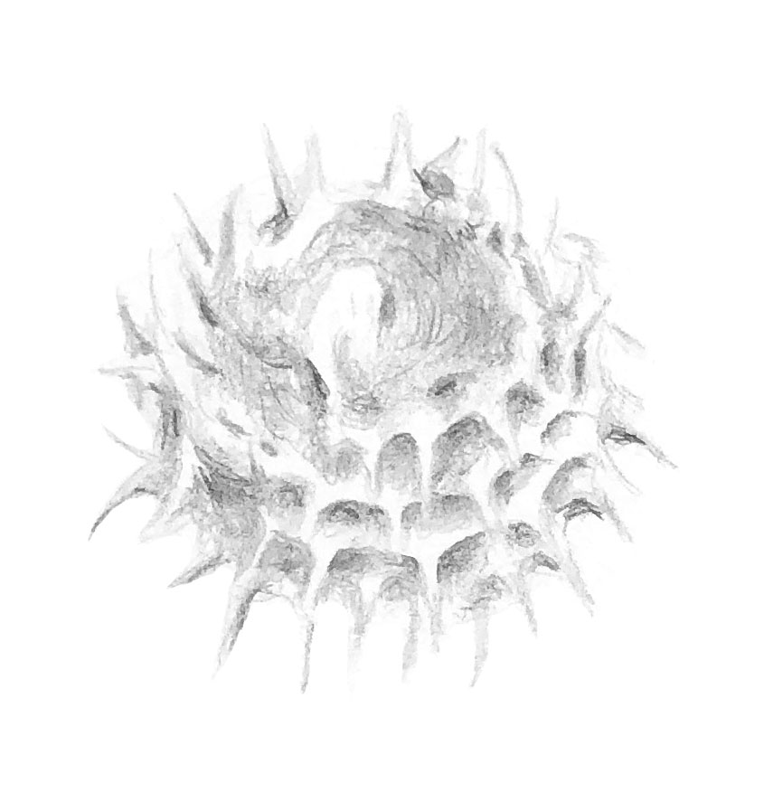 Graphite drawing of dried burclover