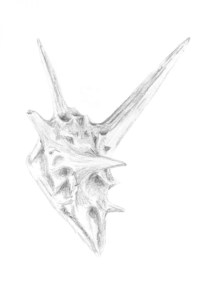 Graphite drawing of puncturevine or Goats Head seed