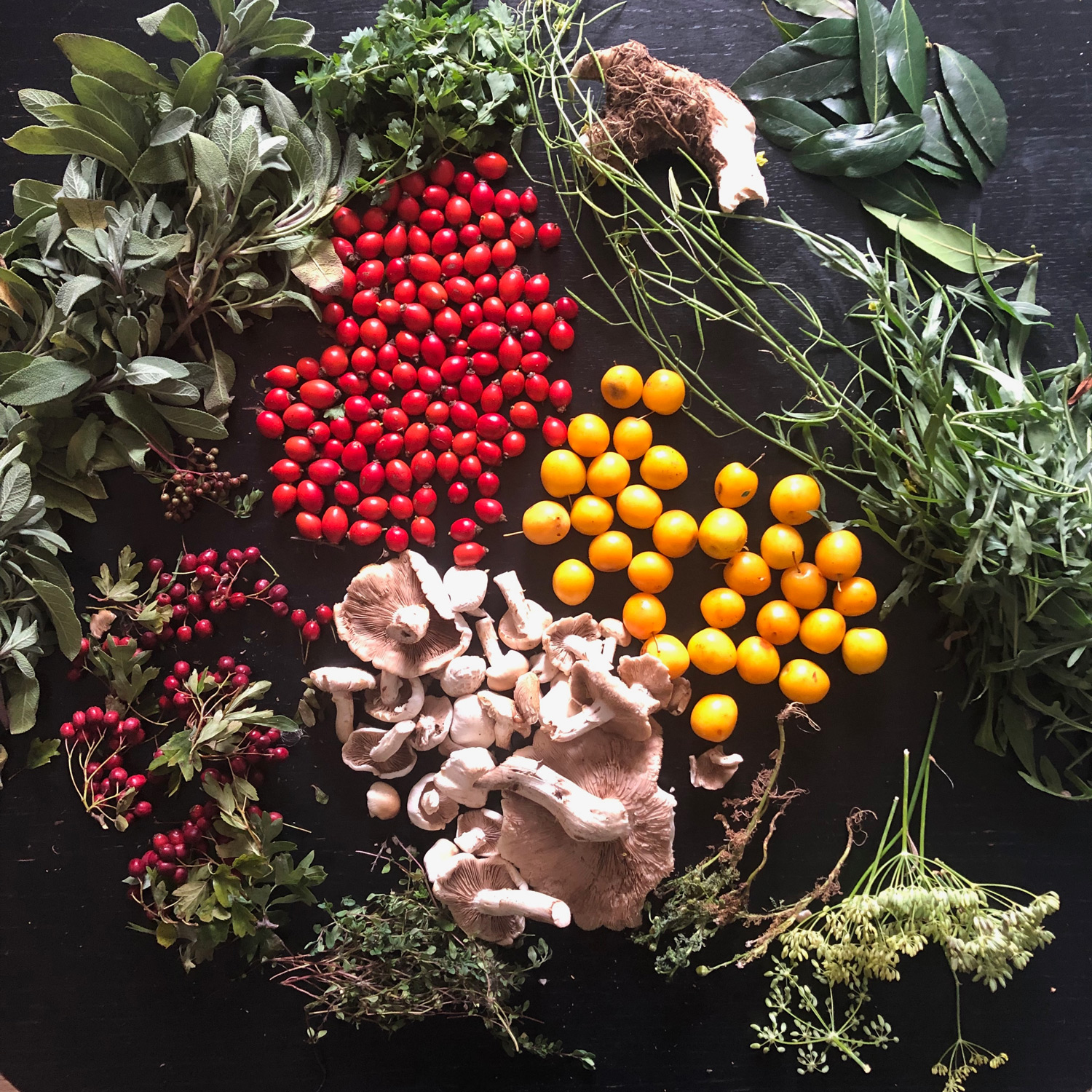 Results of foraging in east London on 31 August including: sage, salad burdock, horseradish, sweet basil, rocket, fennel, pineapple weed, Mirabelle plums, rosehips, Poplar mushrooms, thyme, and Hawthorne berries