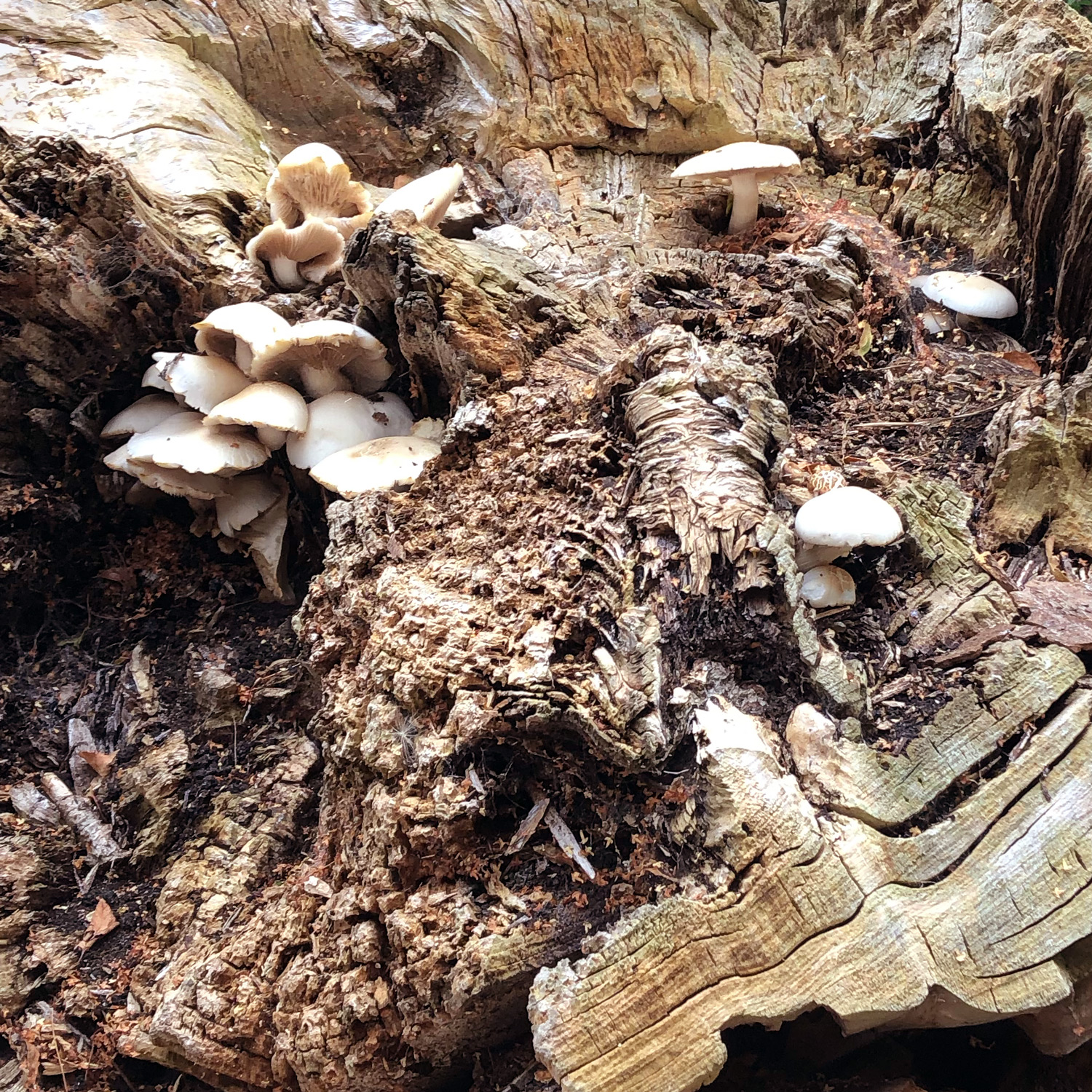 Poplar mushrooms