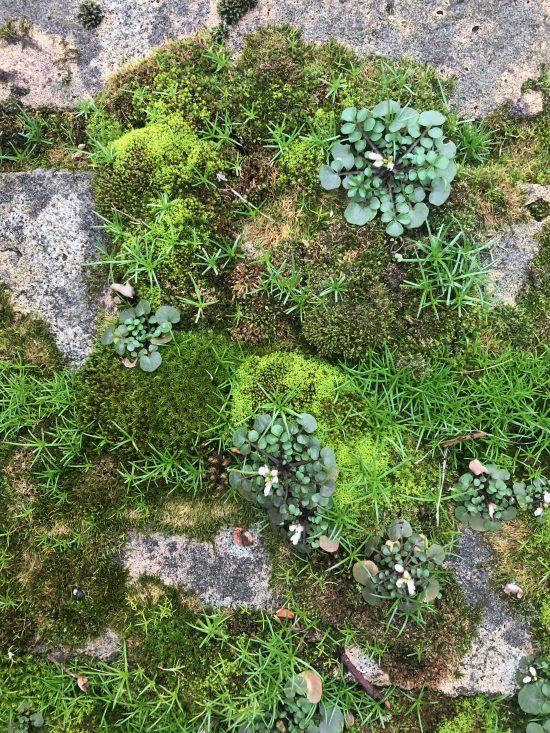 Moss on a brick wall in north London