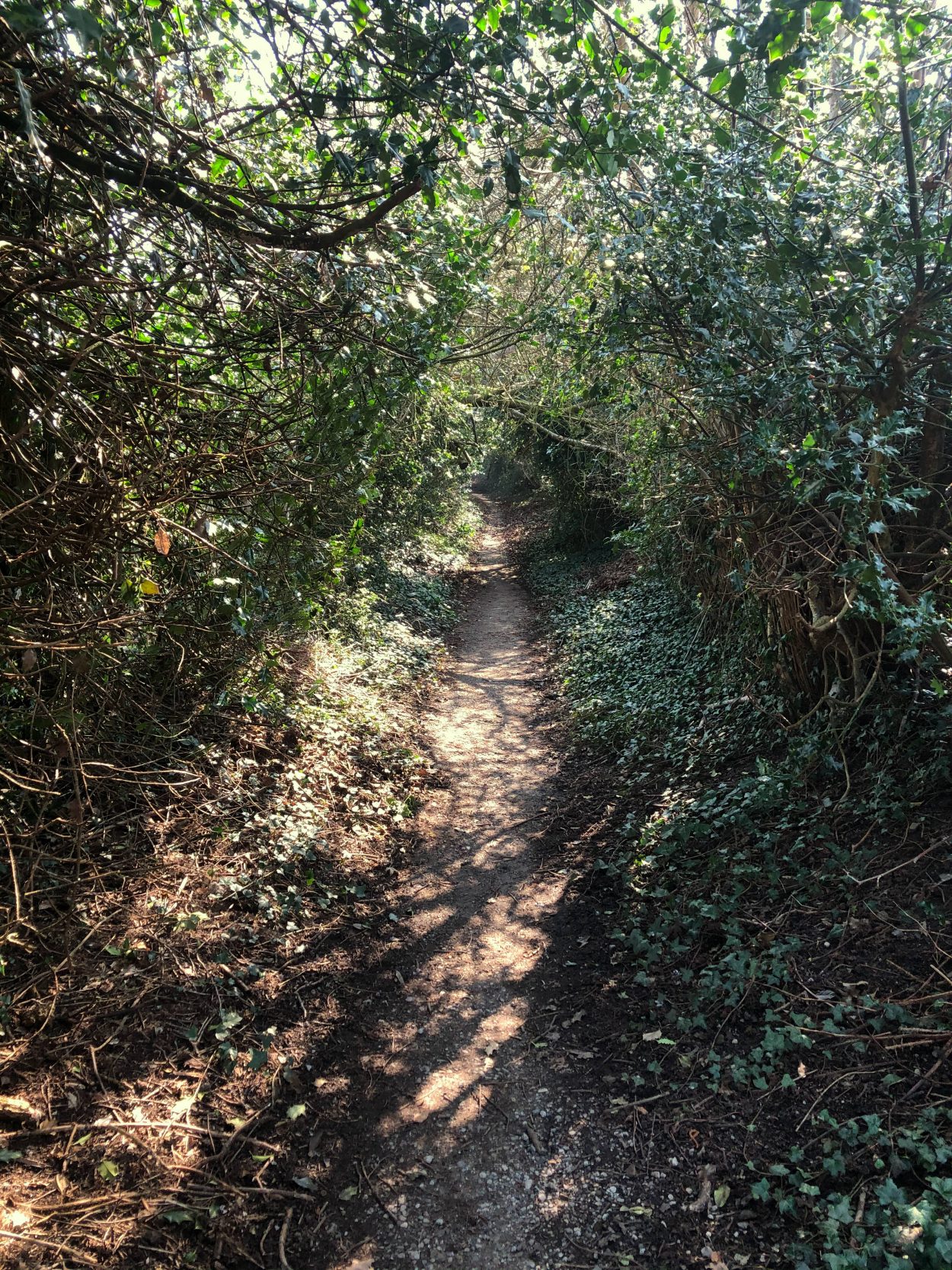 A public footpath through a tunnel of holly in Addingham, West Yorkshire