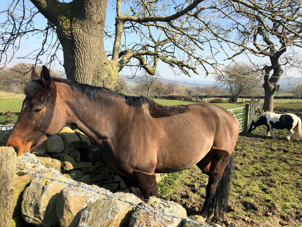 Brown horse in a field in Addingham, West Yorkshire