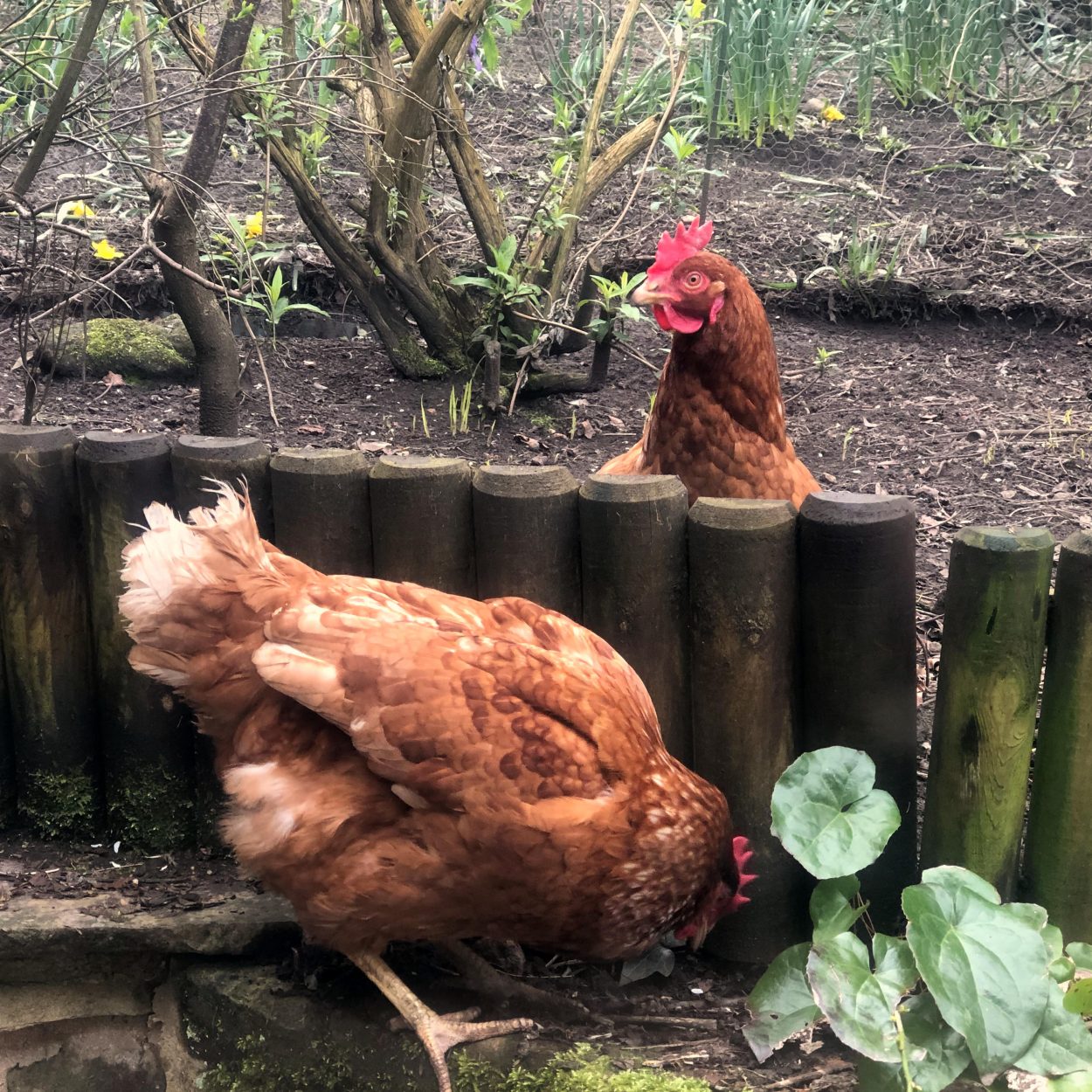 Brown hens in a back gardens in West Yorkshire