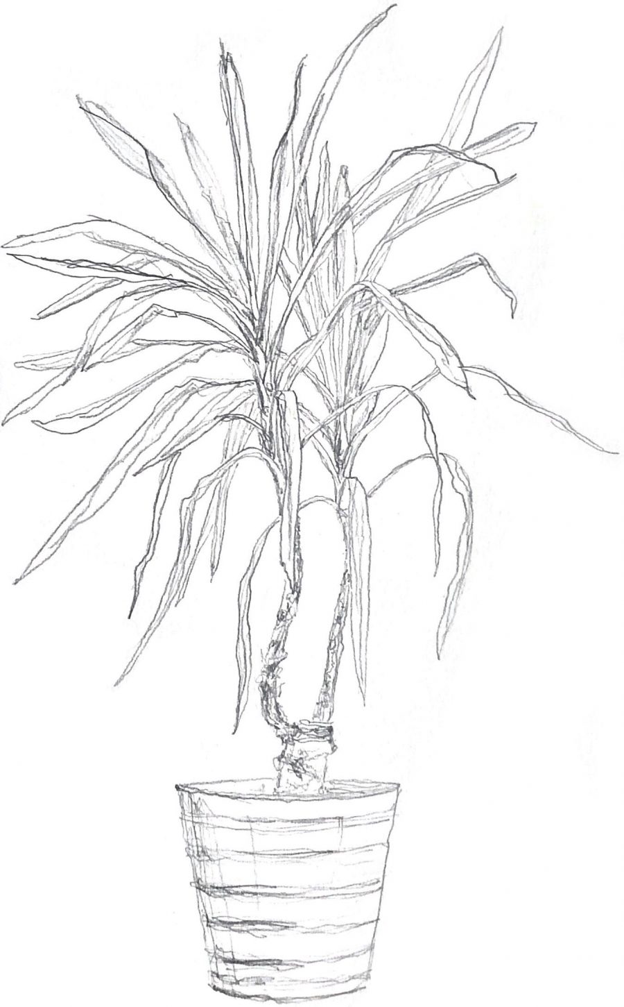 Drawing of a dracaena