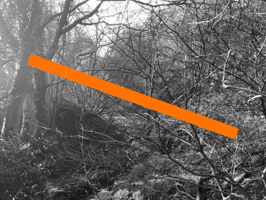 Black and white photo of a forest with a thick orange line running through it