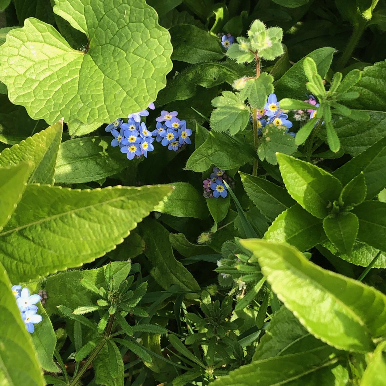 Forget-me-nots in a spring field