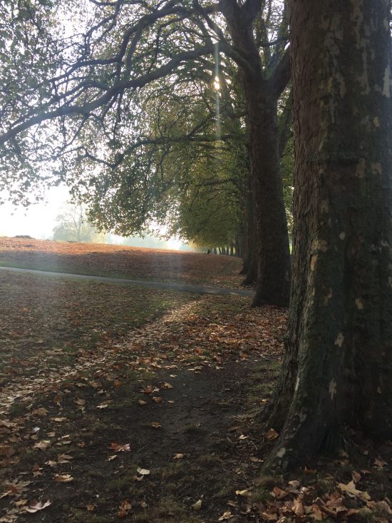 The plane trees in Hackney Downs in London losing their leaves