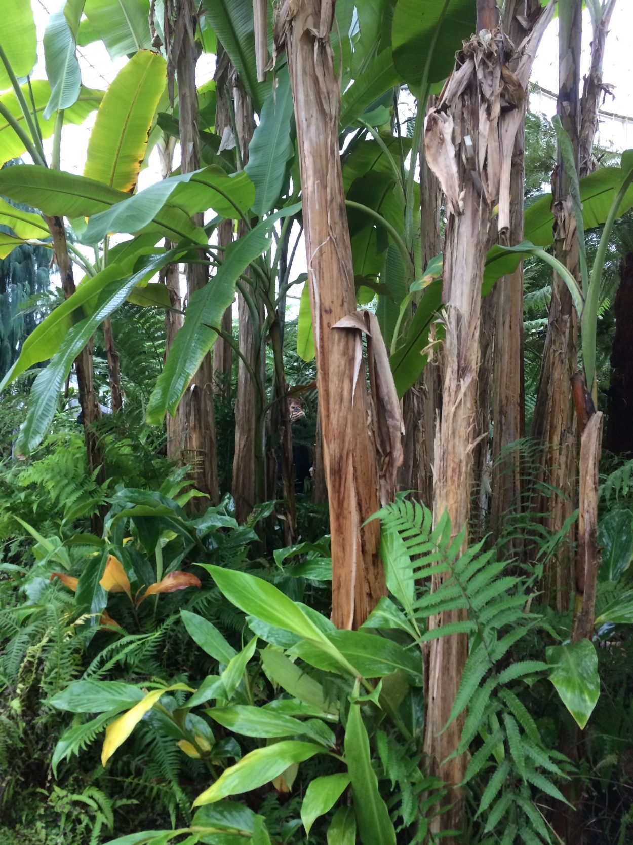 A man with a camera peeking through tropical trees