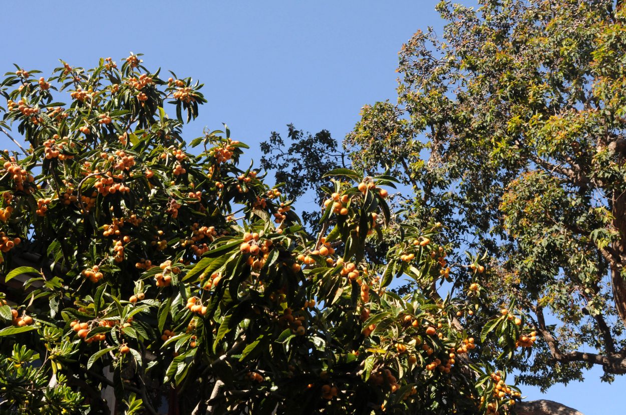 Loquat tree in the Spanish courtyard at SFAI