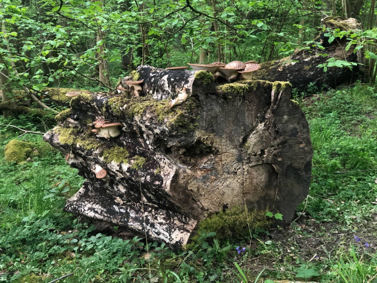 Dryad’s Saddle mushrooms on a log in Middleton Woods