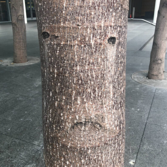 A face in the trunk of a smooth-barked tree in the middle of a paved square