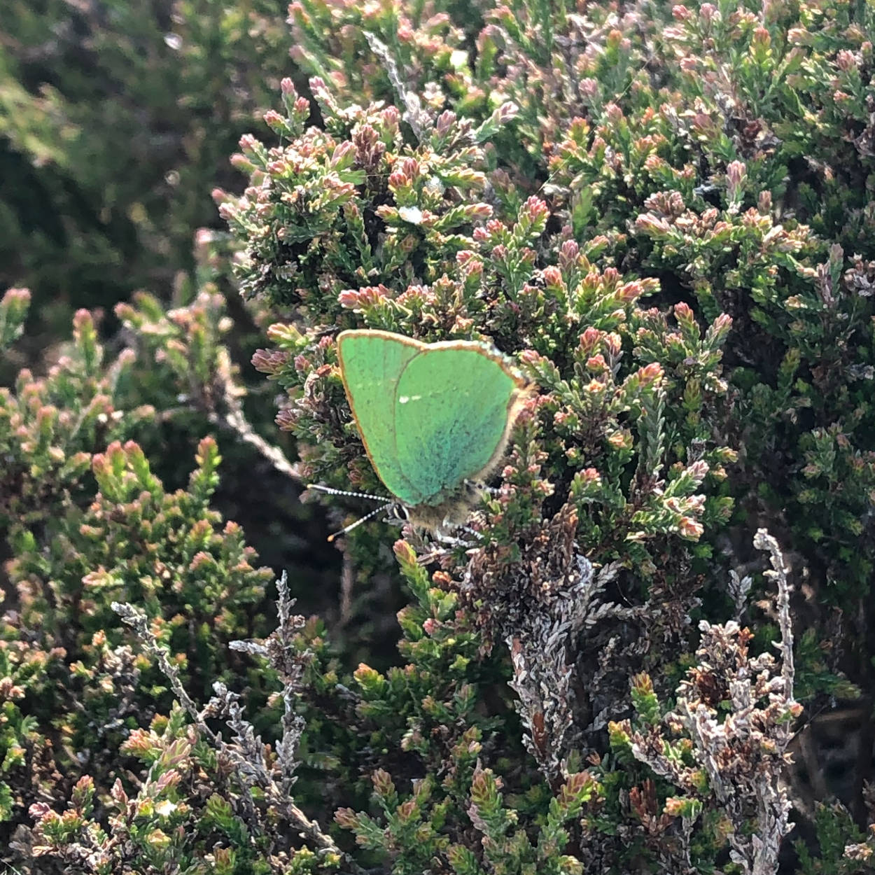 Green hairstreak butterfly on the moors in West Yorkshire