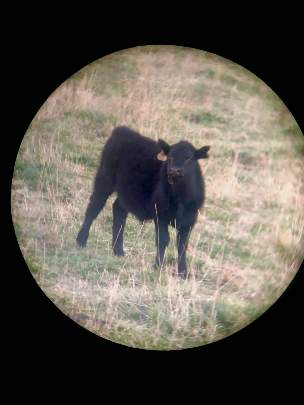 A black cow through binoculars