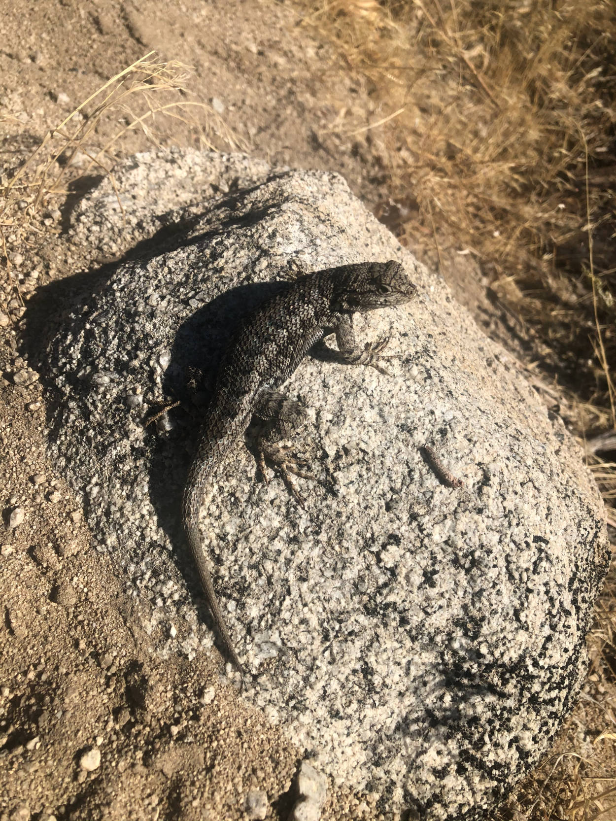 A Western Fence Lizard on a rock in Carson Valley