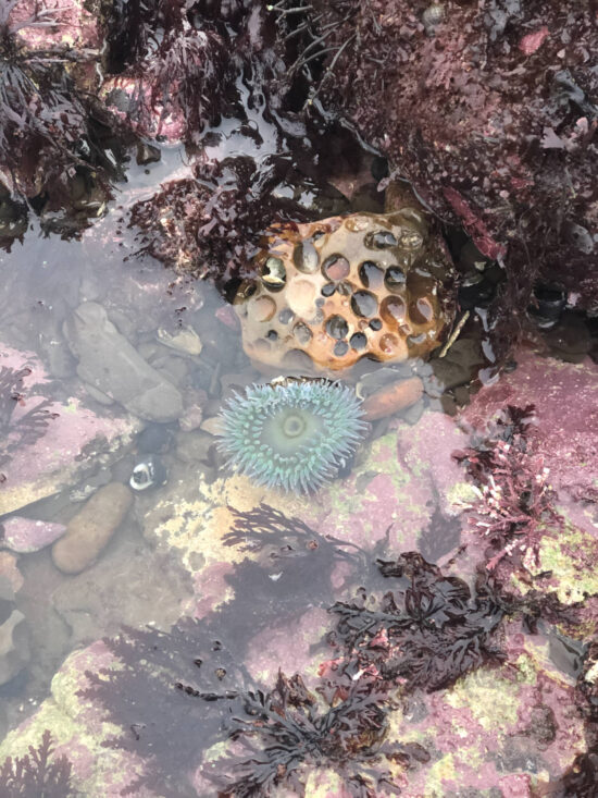A tide pool at Agate Beach with an anemone