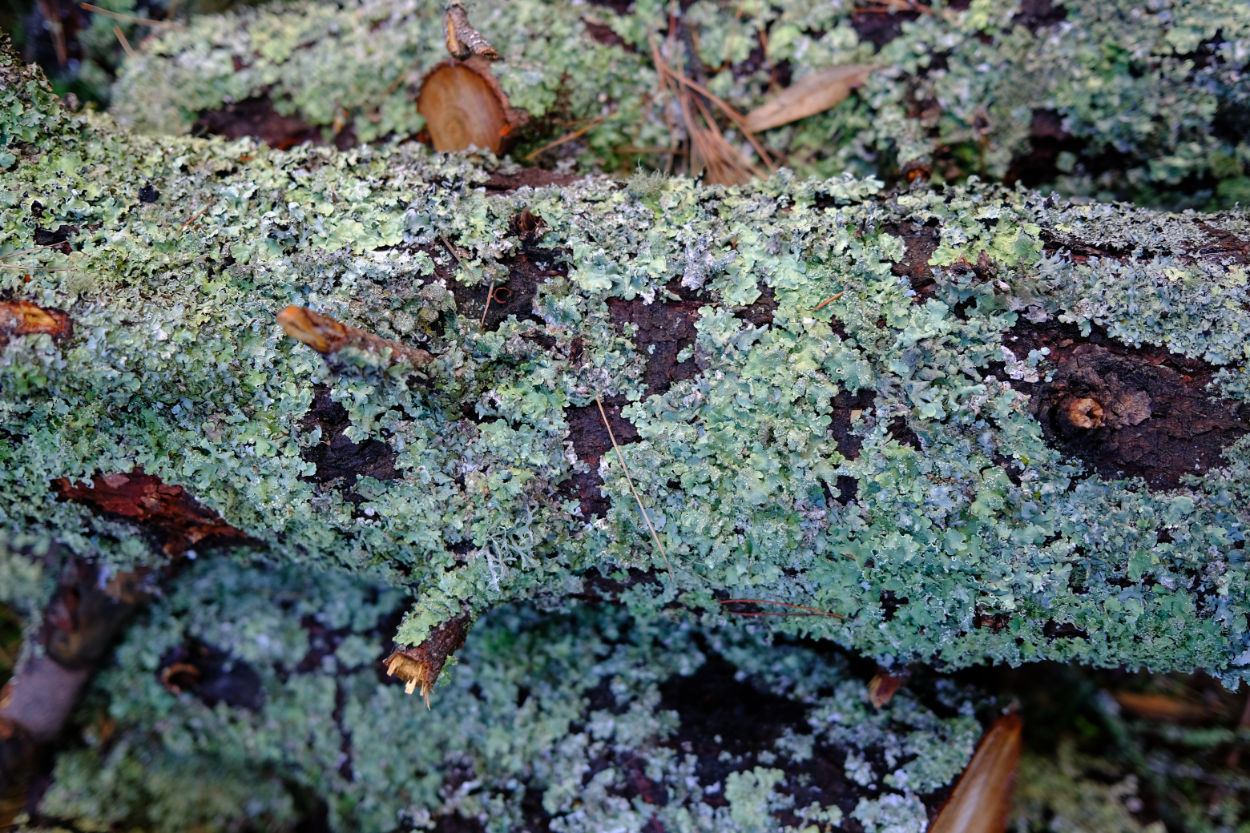 Closeup photo of lichen on a log