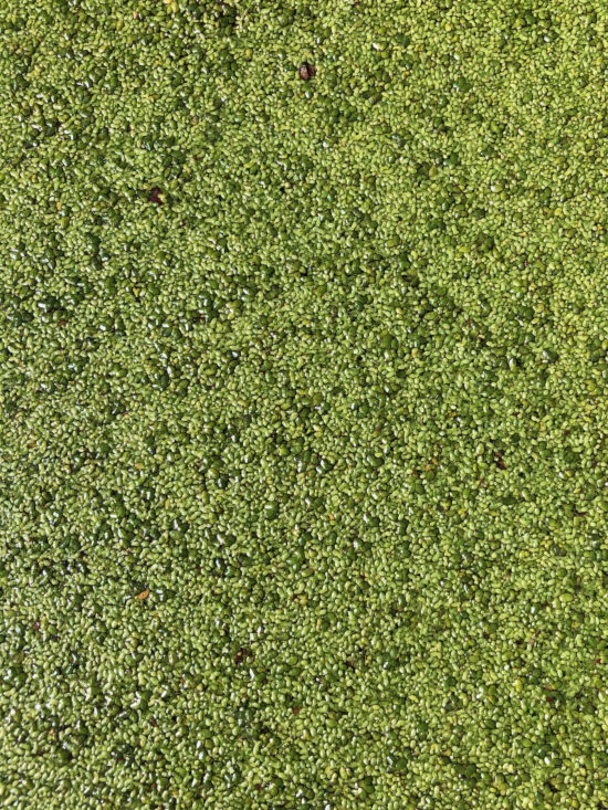 Duckweed covering the surface of a pond