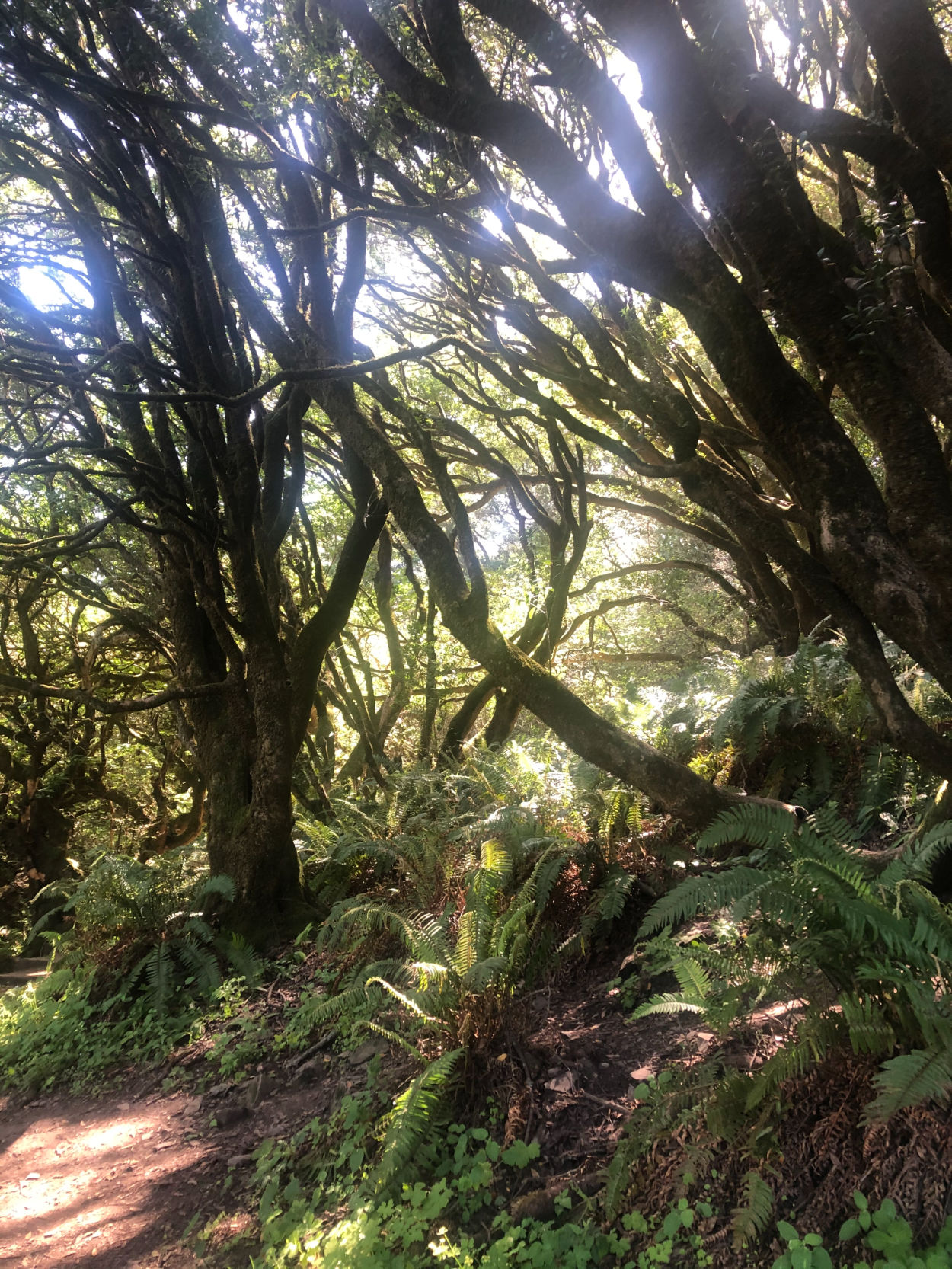 California Bay Laurel trees along Dipsea Trail near Stinson Beach