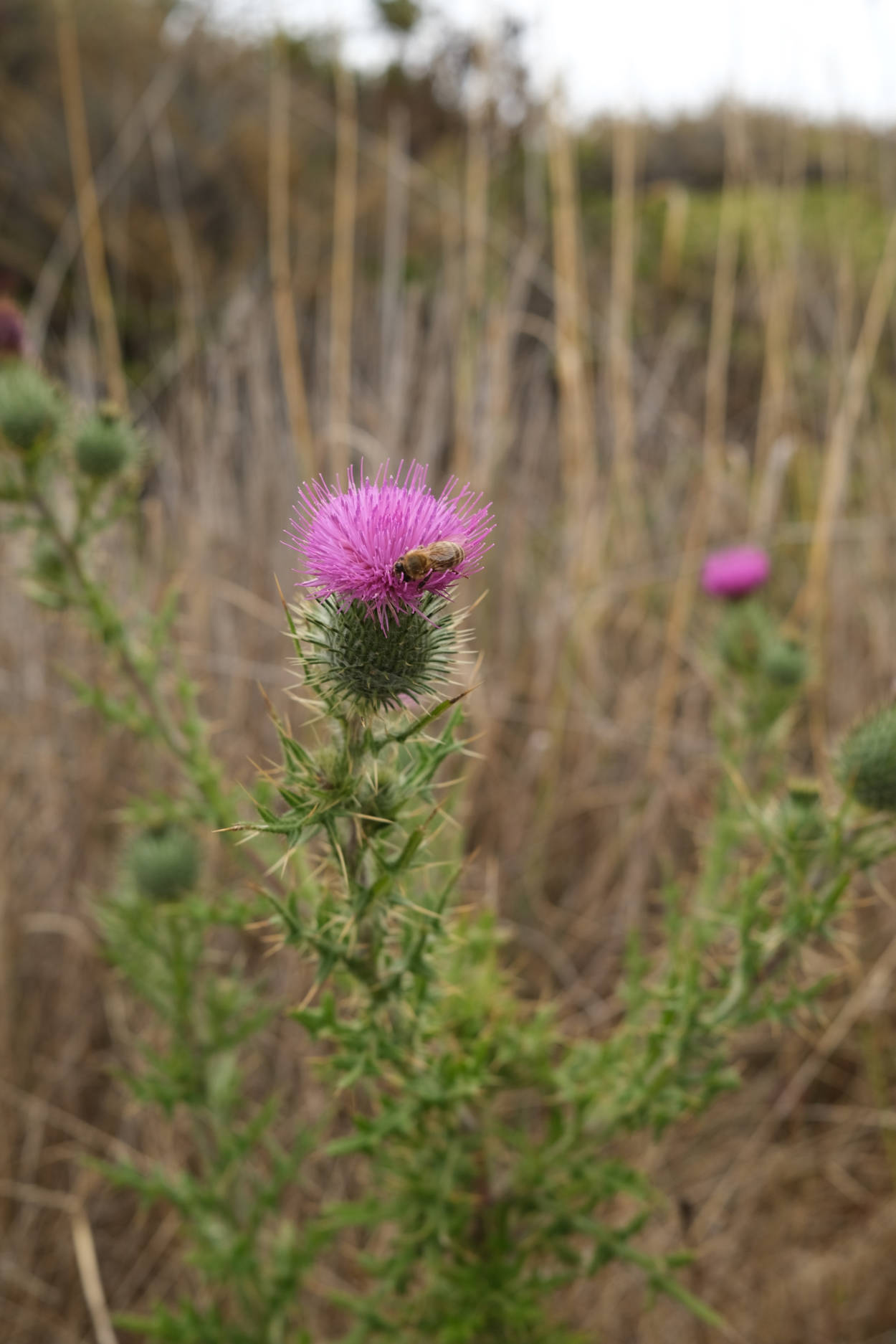 Thistle with a bee in McNee Ranch