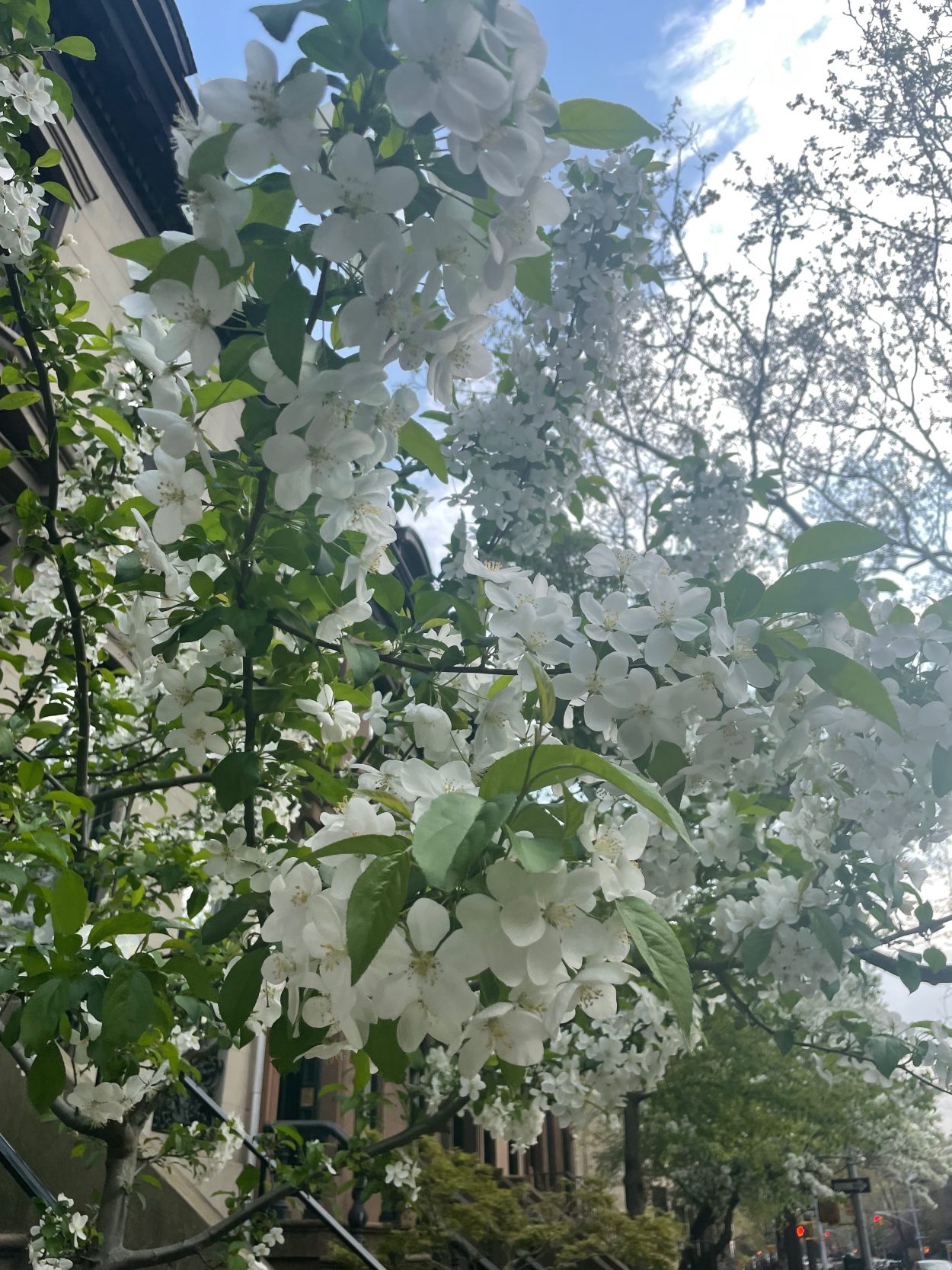 White blossom on a tree in Brooklyn