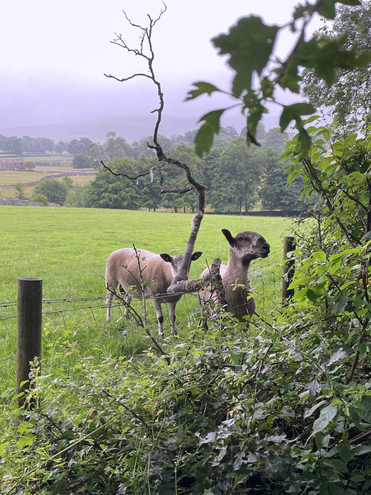 Sheep in a very green field in Yorkshire with a hedge in the foreground