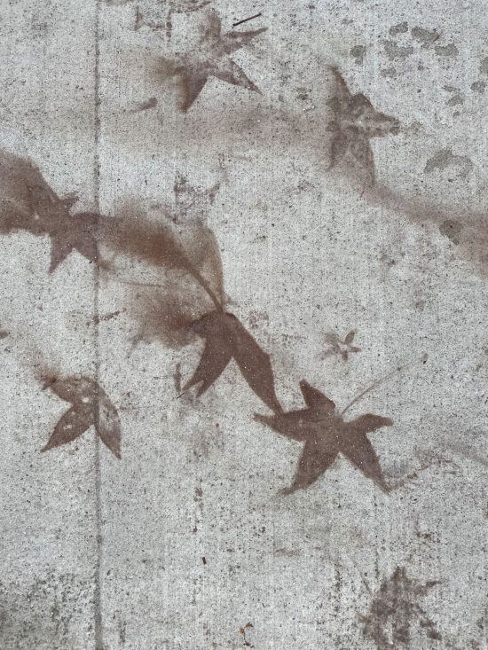 A bird’s eye view of the ghostly imprints left by leaves after being swept off of a concrete sidewalk