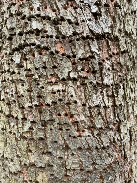 Close up photo of tree bark with rows of woodpecker holds