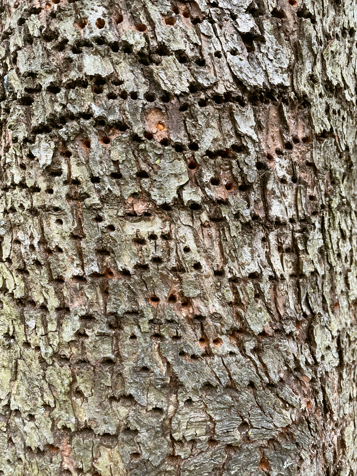 Close up photo of tree bark with rows of woodpecker holes