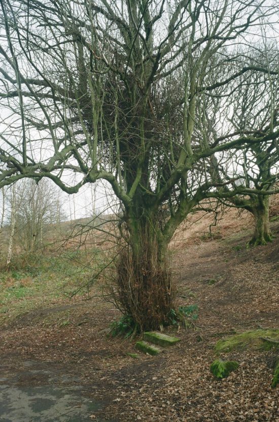 A moody, leafless tree on Ilkley Moor with many small branches