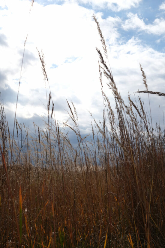 A partly cloudy sky in autumn with tall grass in the foreground