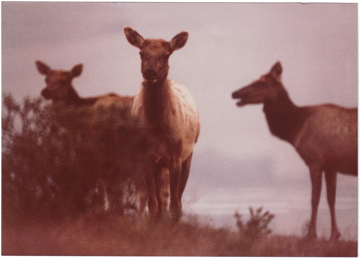 A sepia-toned picture of three elk in a field