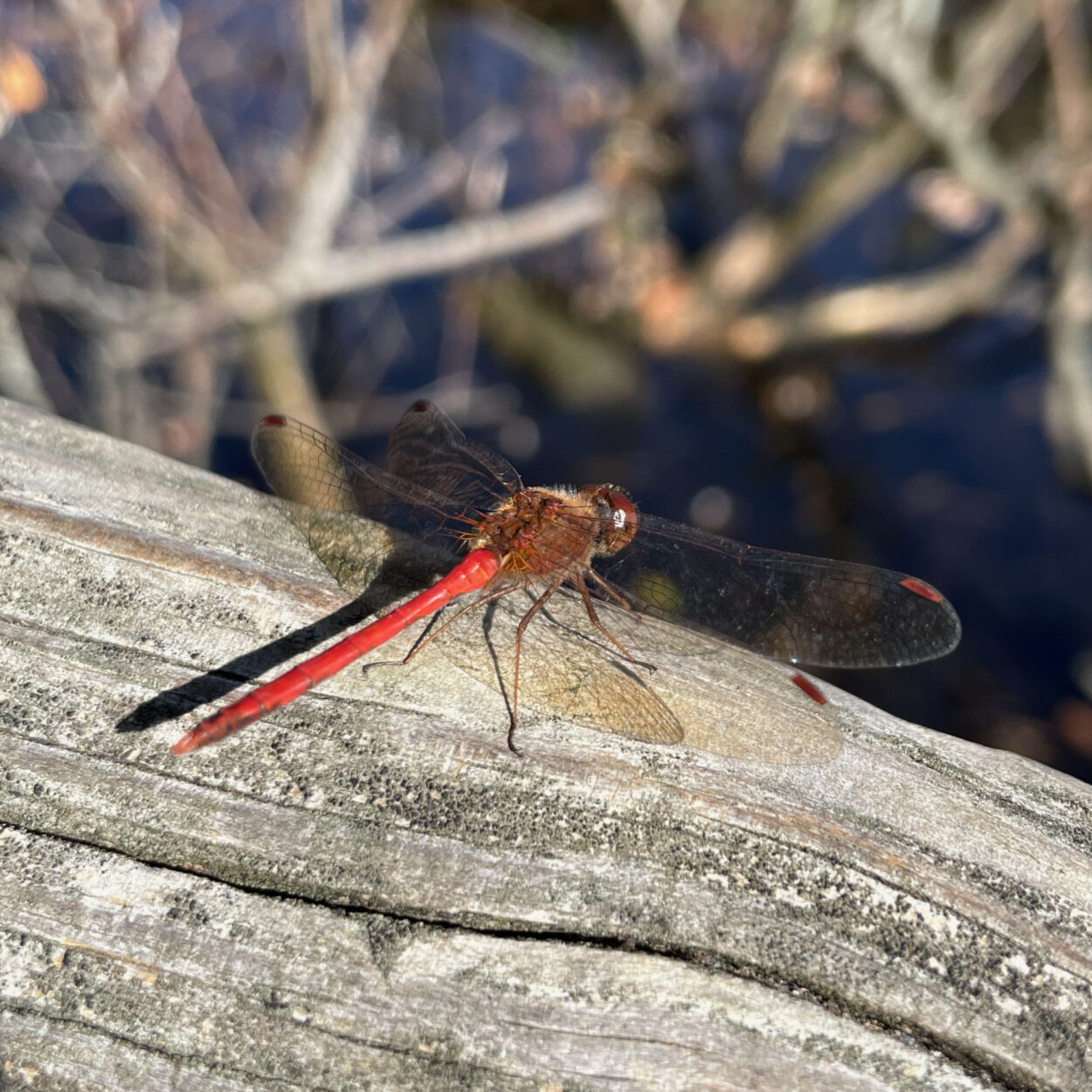 Red dragonfly on a wooden rail in the sun